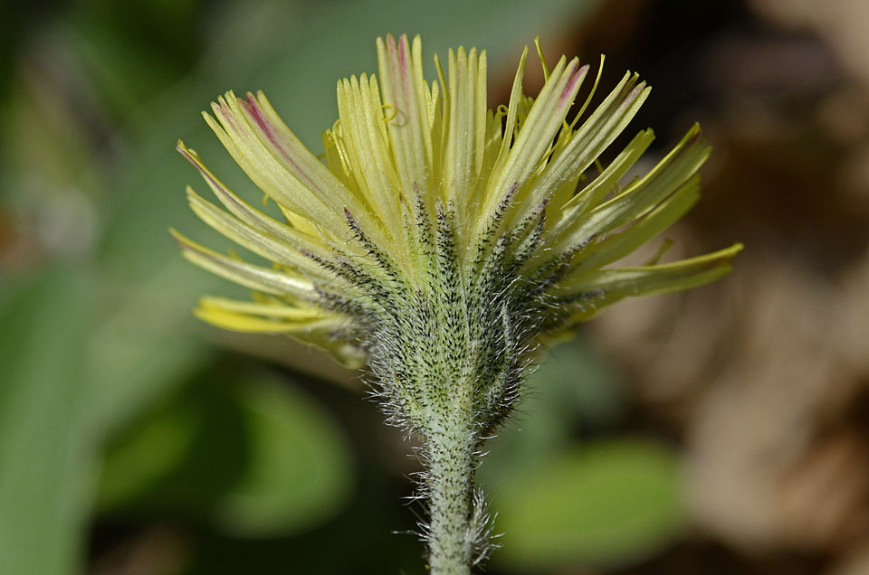 Pilosella officinarum (= Hieracium pilosella) / Pelosella